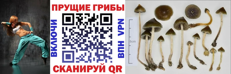 Галлюциногенные грибы Cubensis  Дагестанские Огни 